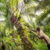 The organic production process is starting at the field where the bunches are cut from the palm tree. The ripeness of the fruits could be determined by the color. Dark orange/red means fruits are ripe. This picture shows Daniel Nyanor, one of our organic farmers during harvesting.