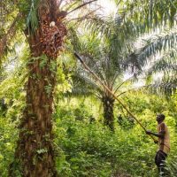 Fresh fruit bunch is falling from the palm tree.