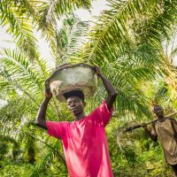 The harvested fruit bunches have to be transported to a pick up point. At this point Serendipalm tractors pick up the fruits. On this picture we see Nana Kwadwo how he is caryying the bunches in a traditional way.