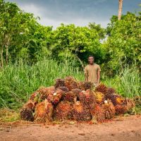 Nyanar Junior is waiting for the Serendipalm tractor for picking up the harvested bunches.