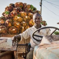 This is Haruna Mohammed. On of our organic farmers delivering palm bunches to Serendipalm.