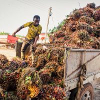 After weighing of the fruits at our (officially calibrated) weighing bridge the bunches get unloaded. They will be stored for 48 h to get soft for cleaning.