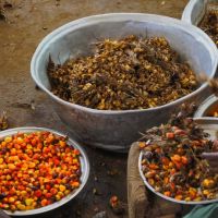 Palm fruits are shown in the left bowl. The right is showing the empty fruit bunches. This will be send back to the field.