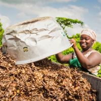 All by-products of the organic production are useful. All the empty fruit bunches will be taken back to the field to give organic matter back to the soil. In the picture, Belinda Nyarko is showing how she is loading the empty bunches into a container for transport.