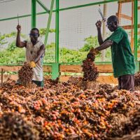 The first step in production is separating the fruits from the bunch.