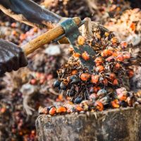 Close Up separating fruits and stalk.