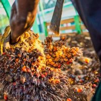In this picture you see the orange palm fruits flying around by hitting the stalk with an axe.