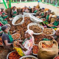 The womans are sitting together in groups. In front of them the fruits that have to be cleaned.