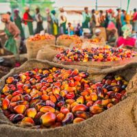 This is how clean the fruits look. Out of this fruits we are producing our palm oil.