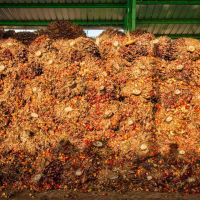 These is a pile of bunches in storage laying there for maximum 48 h to get soft and then processed.